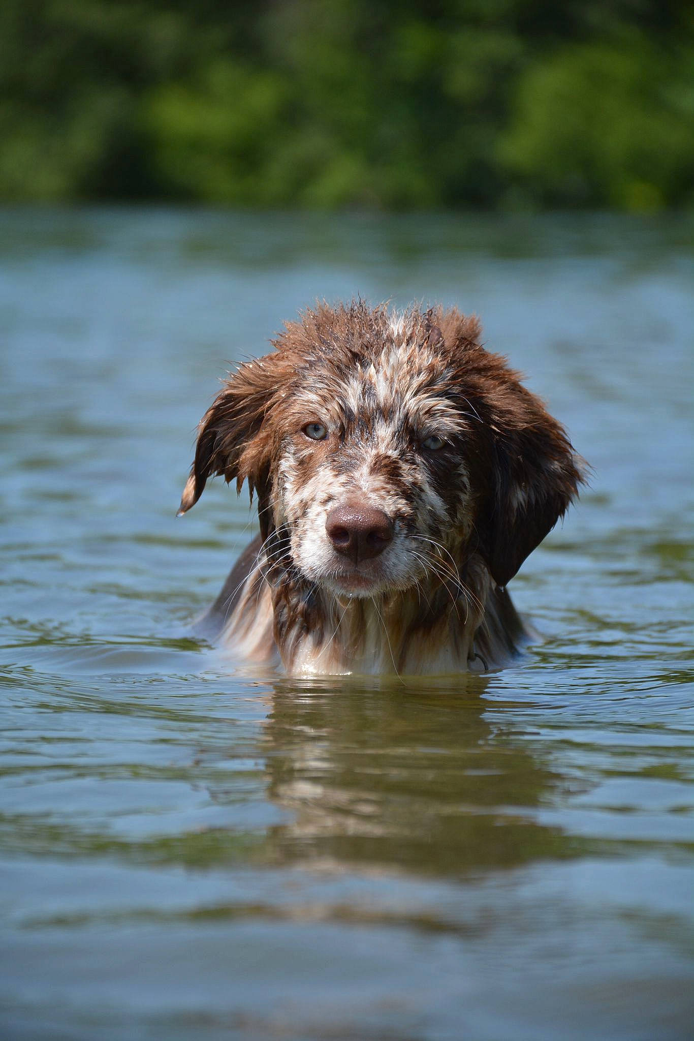 Kovu a rejoint le concours — aidez-le/la à gagner de superbes lots ! canidae, carnivore, companion_dog, dog, dog_breed, gun_dog, labradoodle, lake, liver, pointing_breed, retriever, spaniel, sporting_group, terrestrial_animal, terrier, water, water_dog, wildlife