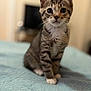 Mittens is registered to the contest to win money with this photo: animal, bed, blanket, cat, cute, domestic_animal, eyes, feline, fur, indoor, kitten, mammal, paws, pet, portrait, sitting, small, tabby, whiskers, young