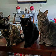 Ella Bandit Smokey is registered to the contest to win money with this photo: cat, three_cats, living_room, coffee_table, mannequin_head, red_cap, curious, pet, feline, indoor, furniture, decor, cat_tunnel, gray_cat, black_cat, tortoiseshell_cat, carpet, toy, household, domestic