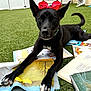 dog, black_dog, bow, red_bow, grass, artificial_grass, books, open_books, reading, outdoor, pet, animal, paw, collar, fence, chair, relaxed, cute, playful, daylight