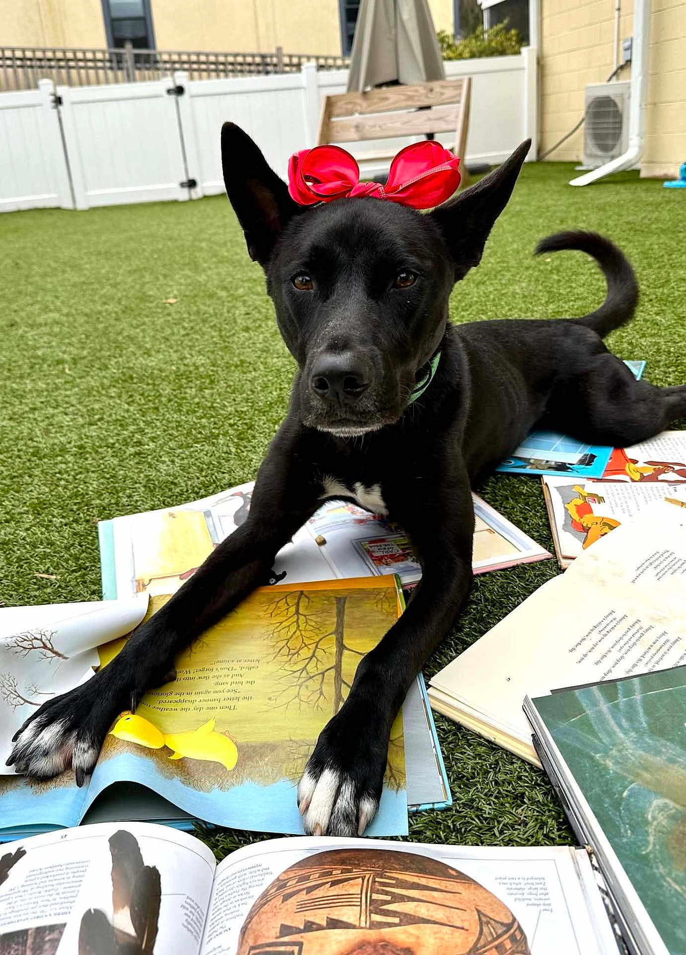 Matilda is registered to the contest to win money with this photo: dog, black_dog, bow, red_bow, grass, artificial_grass, books, open_books, reading, outdoor, pet, animal, paw, collar, fence, chair, relaxed, cute, playful, daylight