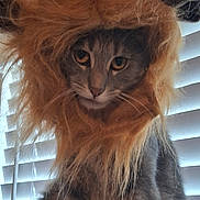 Smokey is registered to the contest to win money with this photo: cat, animal, pet, costume, lion_mane, furry, whiskers, ears, face, window_blinds, indoor, portrait, looking, cute, feline, domestic_cat, gray_fur, fluffy, closeup, natural_light