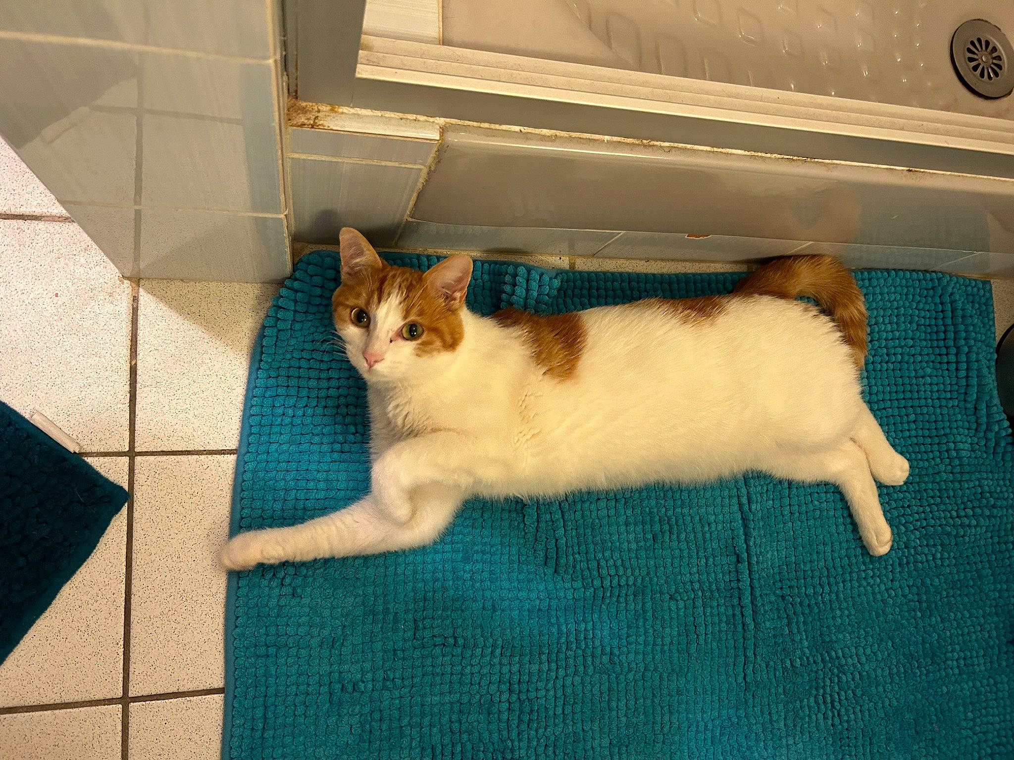 Toulouse a rejoint le concours — aidez-le/la à gagner de superbes lots ! carnivore, cat, comfort, domestic_short_haired_cat, fawn, felidae, flooring, fur, hardwood, linens, mammal, pattern, paw, pet_supply, rectangle, room, small_to_medium_sized_cats, tail, whiskers, wood