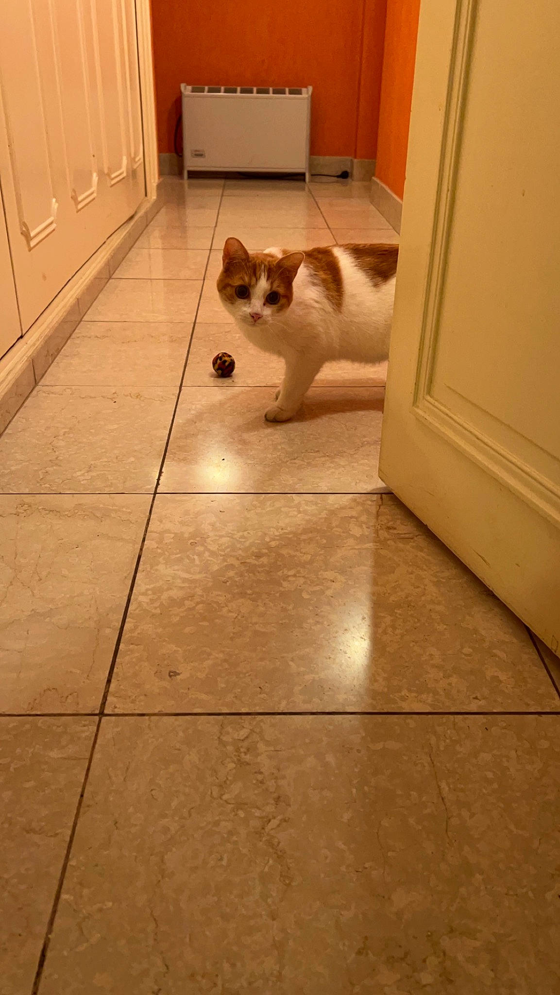 Toulouse a rejoint le concours — aidez-le/la à gagner de superbes lots ! brown, carnivore, cat, companion_dog, dog_breed, door, fawn, felidae, floor, flooring, hardwood, laminate_flooring, small_to_medium_sized_cats, snout, sporting_group, tail, tile_flooring, whiskers, wood, wood_stain