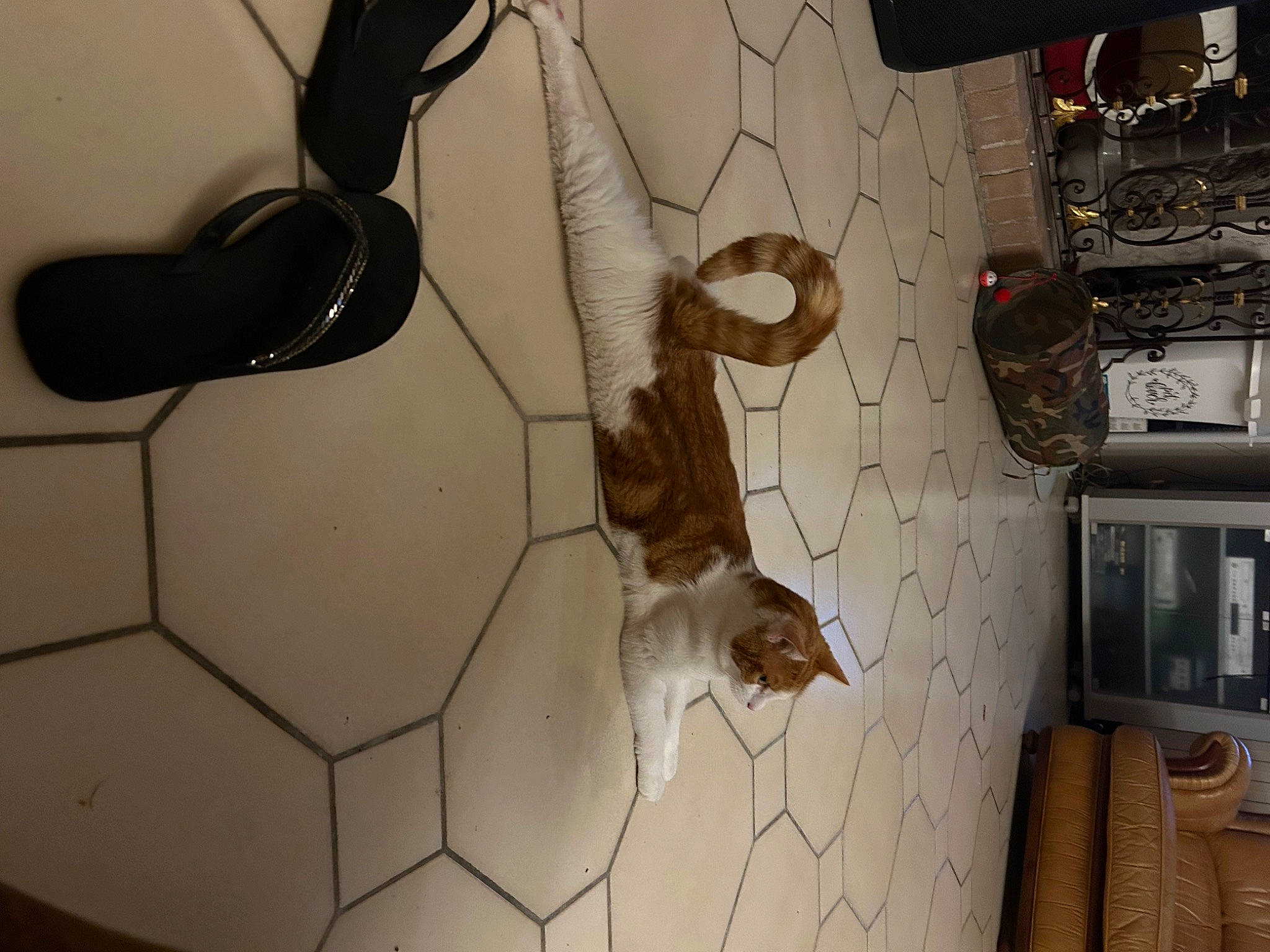 Duchesse participe au concours pour gagner de l'argent avec cette photo : audio_equipment, cable, ceiling, circle, computer_hardware, electrical_wiring, fawn, felidae, floor, flooring, hardwood, human_leg, mesh, metal, pattern, peripheral, room, tail, wire, wood