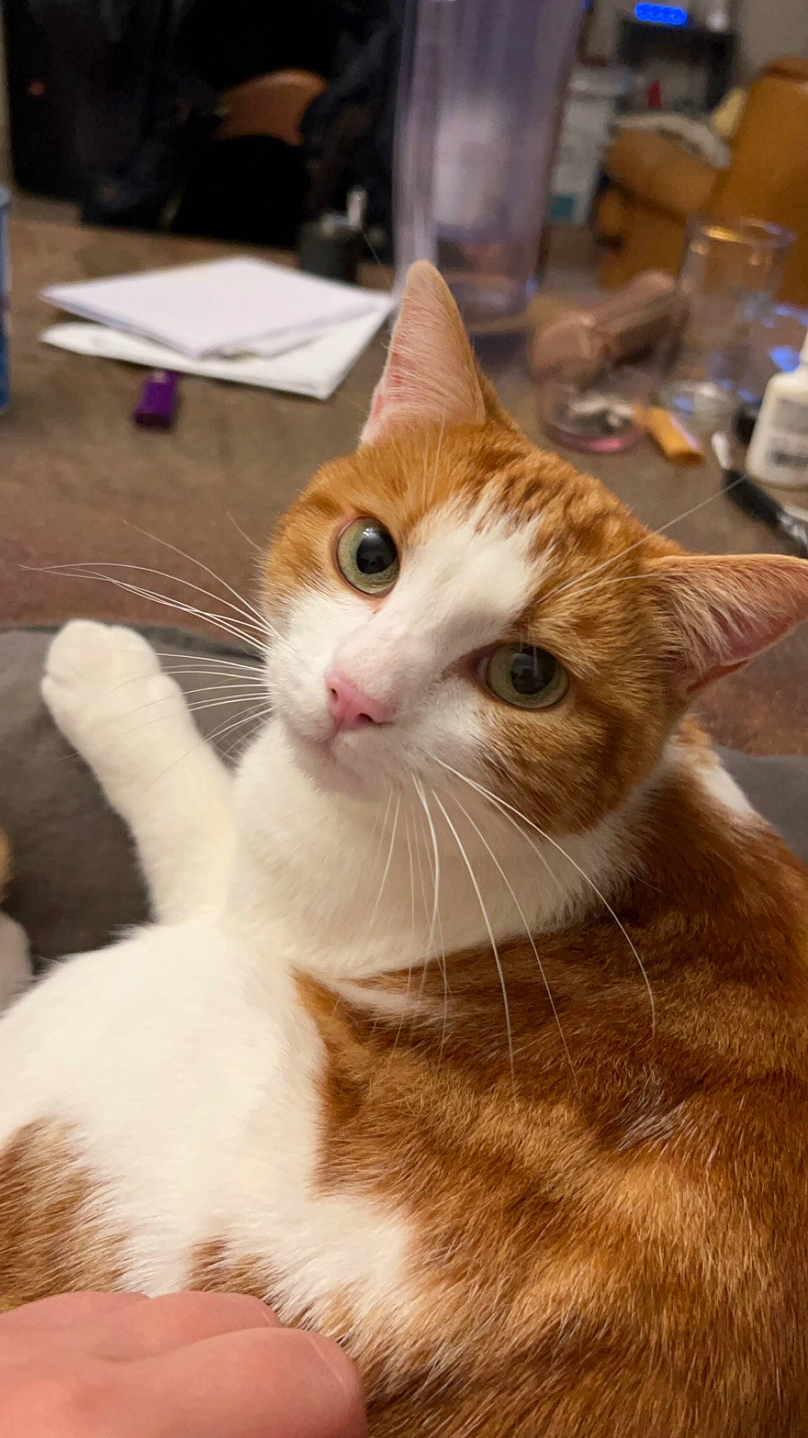 Duchesse a rejoint le concours — aidez-le/la à gagner de superbes lots ! carnivore, cat, claw, domestic_short_haired_cat, ear, fawn, felidae, fur, gesture, iris, paw, plant, small_to_medium_sized_cats, snout, tableware, tail, tree, whiskers, window, wood