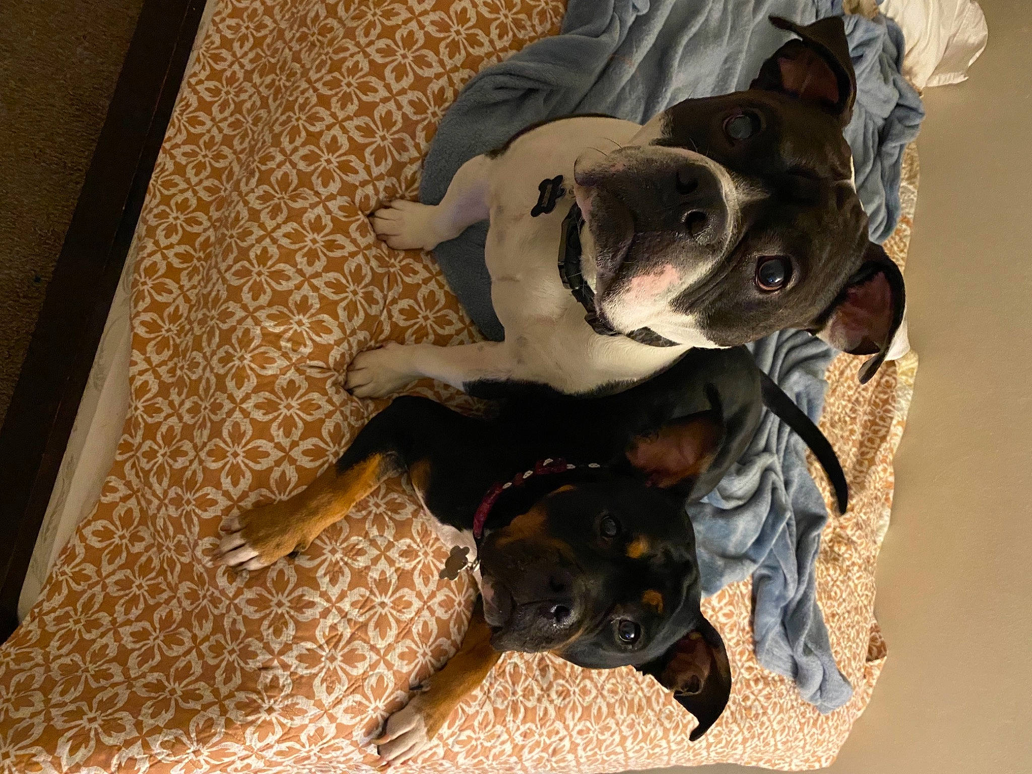 Lyla joined the competition — help win amazing prizes! bulldog, canidae, carnivore, carpet, comfort, companion_dog, dog, dog_breed, fawn, flooring, guard_dog, hardwood, paw, snout, sporting_group, tail, toy_dog, wood, working_animal, working_dog