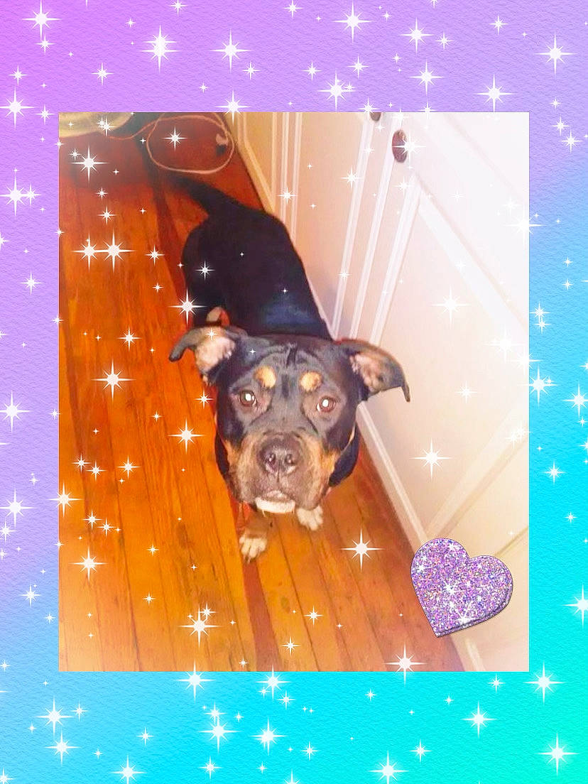 Lyla joined the competition — help win amazing prizes! brown, canidae, carnivore, circle, companion_dog, dog, dog_breed, fawn, fun, liver, magenta, pattern, pink, purple, rectangle, snout, sporting_group, sunglasses, toy_dog, working_animal