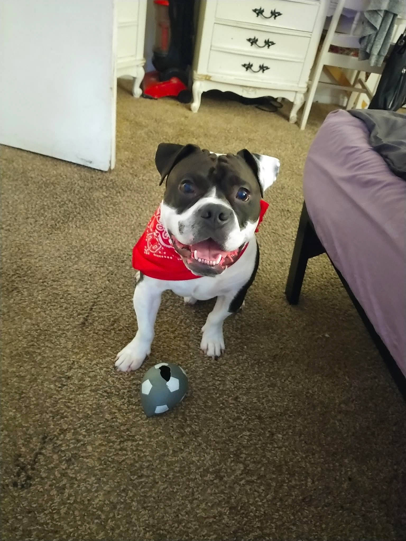 Sonny is registered to the contest to win money with this photo: ball, cabinetry, carnivore, chest_of_drawers, comfort, companion_dog, dog, dog_breed, drawer, fawn, floor, flooring, grey, hardwood, living_room, plant, snout, table, toy_dog, working_animal