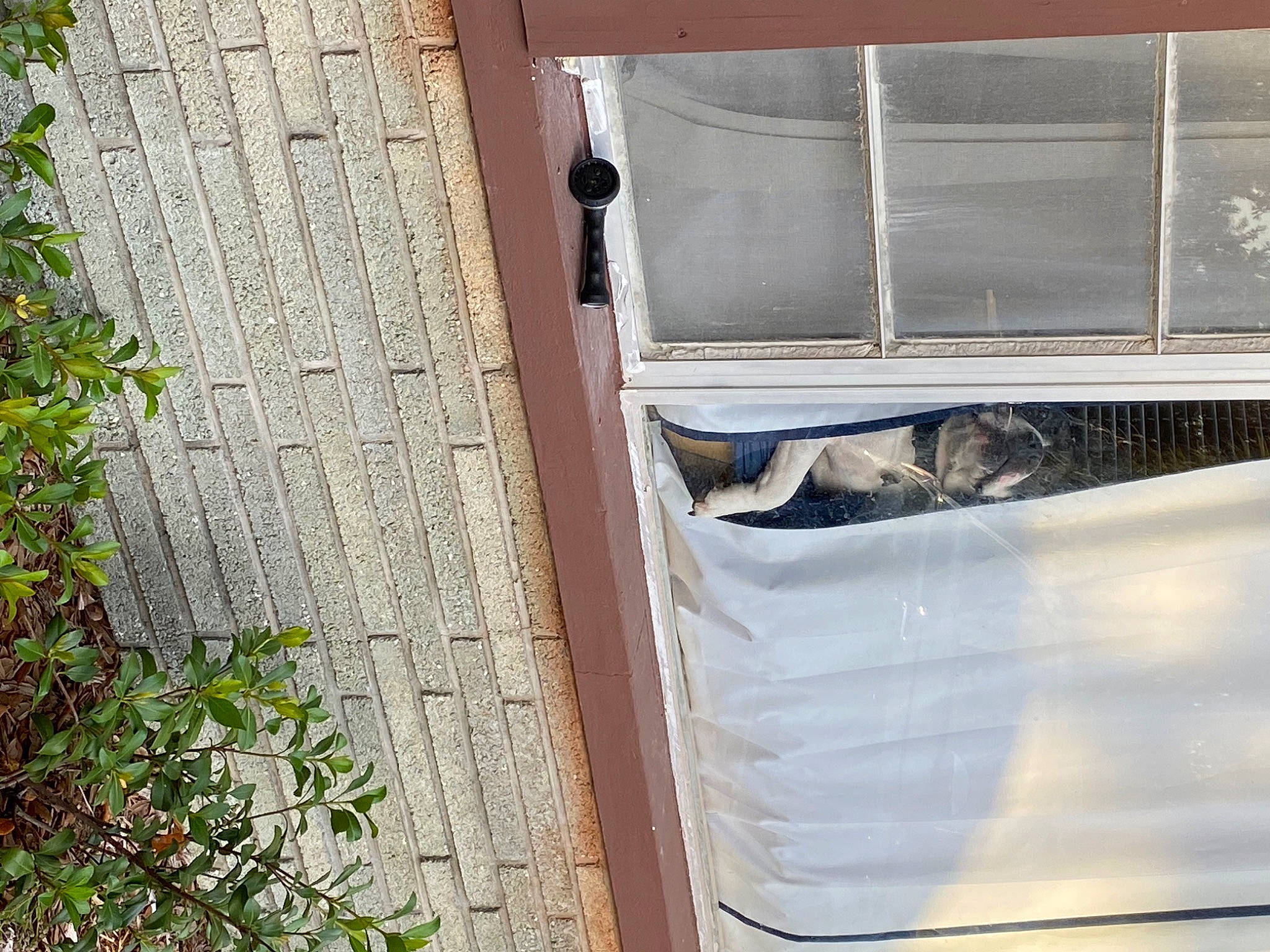 Sonny is registered to the contest to win money with this photo: automotive_exterior, building, cat, concrete, door, facade, felidae, grass, hardwood, house, plant, rectangle, roof, sash_window, siding, small_to_medium_sized_cats, tree, vehicle_door, window, wood