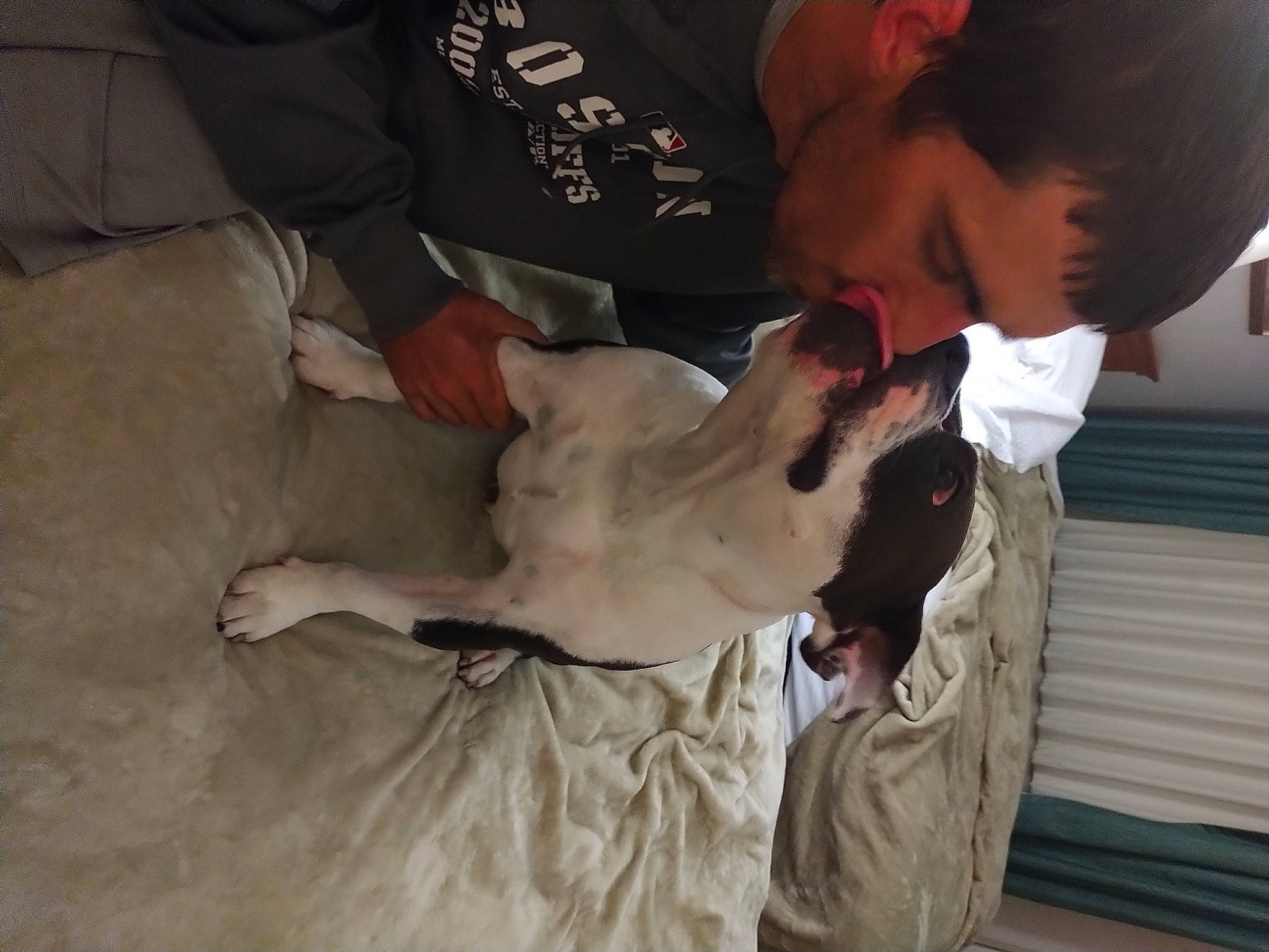 Sonny joined the competition — help win amazing prizes! canidae, carnivore, collar, comfort, companion_dog, dog, dog_breed, ear, fawn, felidae, fur, guard_dog, mammal, non_sporting_group, pointing_breed, puppy_love, sporting_group, vertebrate, whiskers, working_animal