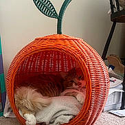 Goose joined the competition — help win amazing prizes! animal, apple_shape, blanket, carpet, cat, cozy, curious, cute, feline, furniture, green_leaf, home, indoor, orange, orange_cat, pet, relaxed, resting, soft, wicker_basket