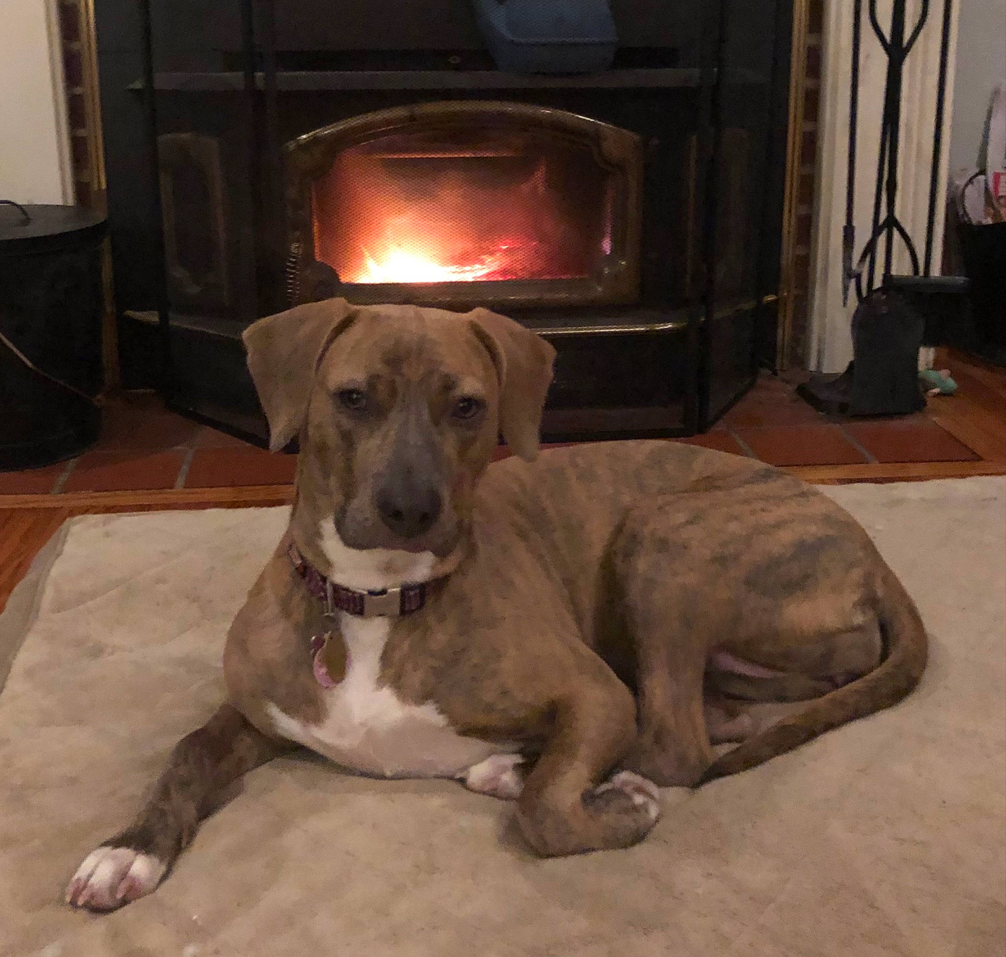 Eleven joined the competition — help win amazing prizes! canidae, carnivore, collar, comfort, companion_dog, dog, dog_breed, dog_supply, fawn, floor, flooring, fur, gas, great_dane, pet_supply, snout, sporting_group, wood, wood_burning_stove, working_animal
