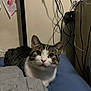 Frank joined the competition — help win amazing prizes! animal, bed, blanket, blue_sheet, cat, curious, drawing, ears, face, fur, home, indoor, looking, pet, resting, tabby_cat, technology, wall, whiskers, wires