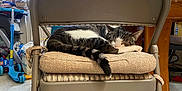 Frank is registered to the contest to win money with this photo: cat, chair, cozy, cushion, domestic, floor, folding_chair, furniture, home, indoor, pet, quiet, relaxation, resting, sleeping, striped_cat, tabby_cat, table, vertical_blinds, window