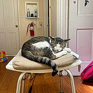 Frank joined the competition — help win amazing prizes! animal, cat, chair, cozy, cushion, domestic, door, fire_extinguisher, fur, furniture, home, indoor, pet, relaxation, resting, sleeping, stickers, tabby, toy, wooden_floor