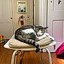 animal, cat, chair, cozy, cushion, domestic, door, fire_extinguisher, fur, furniture, home, indoor, pet, relaxation, resting, sleeping, stickers, tabby, toy, wooden_floor