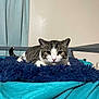 Frank is registered to the contest to win money with this photo: alert, animal, bed, blanket, blue, cat, cozy, curious, cute, domestic, ears, eyes, feline, fur, indoor, pet, resting, tabby, turquoise, whiskers