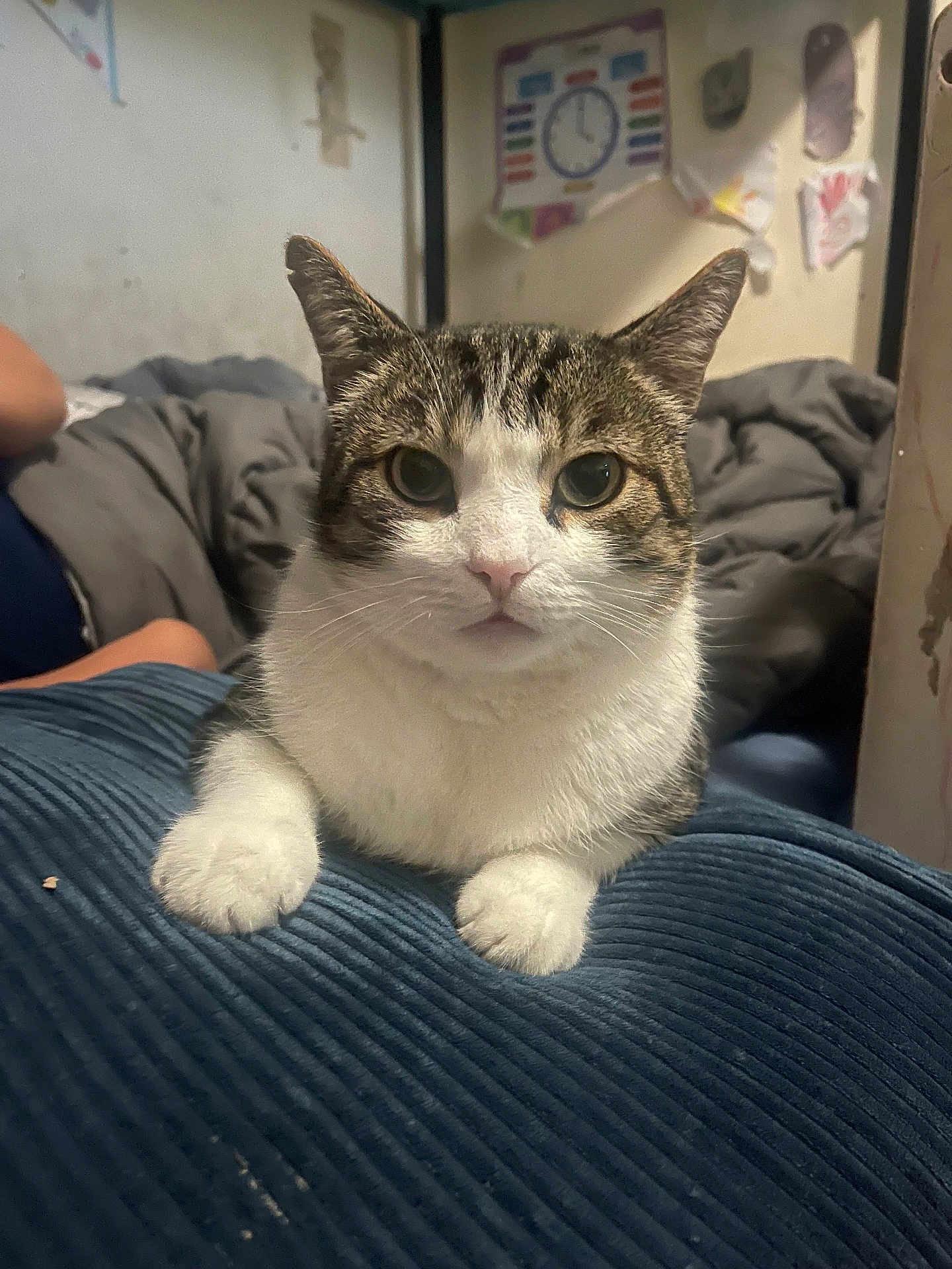 Frank