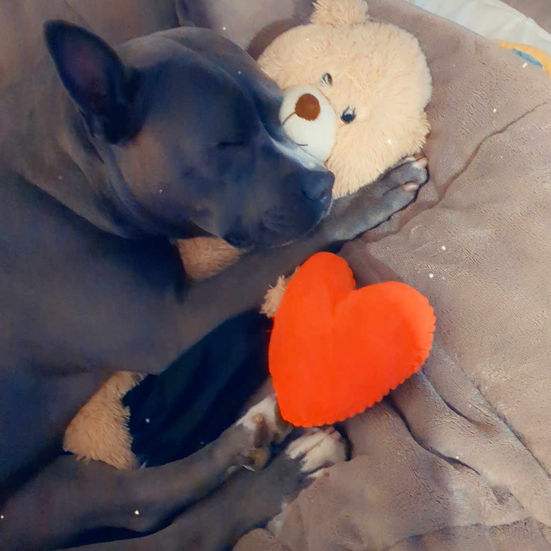 Thalys a rejoint le concours — aidez-le/la à gagner de superbes lots ! animal, black_dog, blanket, cozy, cute, dog, fur, heart_pillow, indoors, napping, paw, pet, red_heart, relaxed, resting, sleeping, snuggling, soft_toy, stuffed_animal, teddy_bear