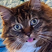 Jake is registered to the contest to win money with this photo: cat, feline, tabby, long_hair, whiskers, tongue, close_up, portrait, green_eyes, pet, fur, muzzle, nose, eyes, indoor, cozy, bedding, curious, expressive, macro