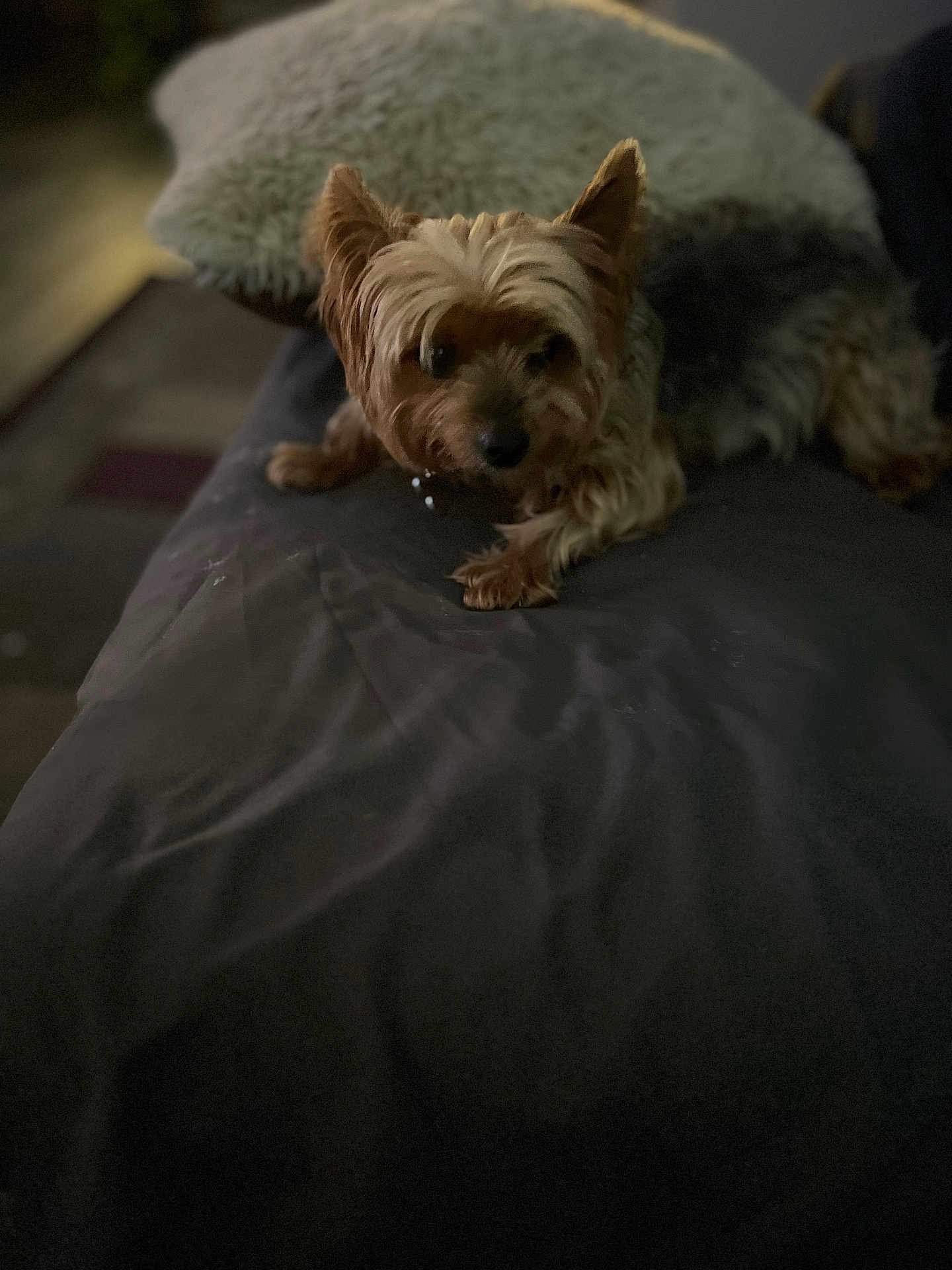 Floofy is registered to the contest to win money with this photo: dog, yorkshire_terrier, bed, pillow, indoor, pet, fur, sleeping, resting, small_dog, canine, animal, cozy, dim_lighting, blurred, furry, companion, laying_down, domestic, cute