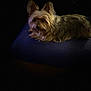 animal, blue_surface, calm, companion, cozy, cute, dark_background, dog, domestic, ears, fluffy, fur, indoor, lying_down, mammal, pet, portrait, resting, shadow, small_dog