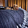 Floofy joined the competition — help win amazing prizes! dog, bed, blanket, tongue_out, curtains, wooden_furniture, indoor, pet, small_dog, resting, fur, striped_pattern, cozy, animal, domestic, sleepy, cute, lying_down, brown_fur, tongue