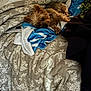 Floofy is registered to the contest to win money with this photo: dog, blanket, bed, fur, small_dog, sleeping, cozy, indoor, pet, resting, fabric, pile, textile, comfort, fur_texture, canine, home, relaxation, animal, brown_fur