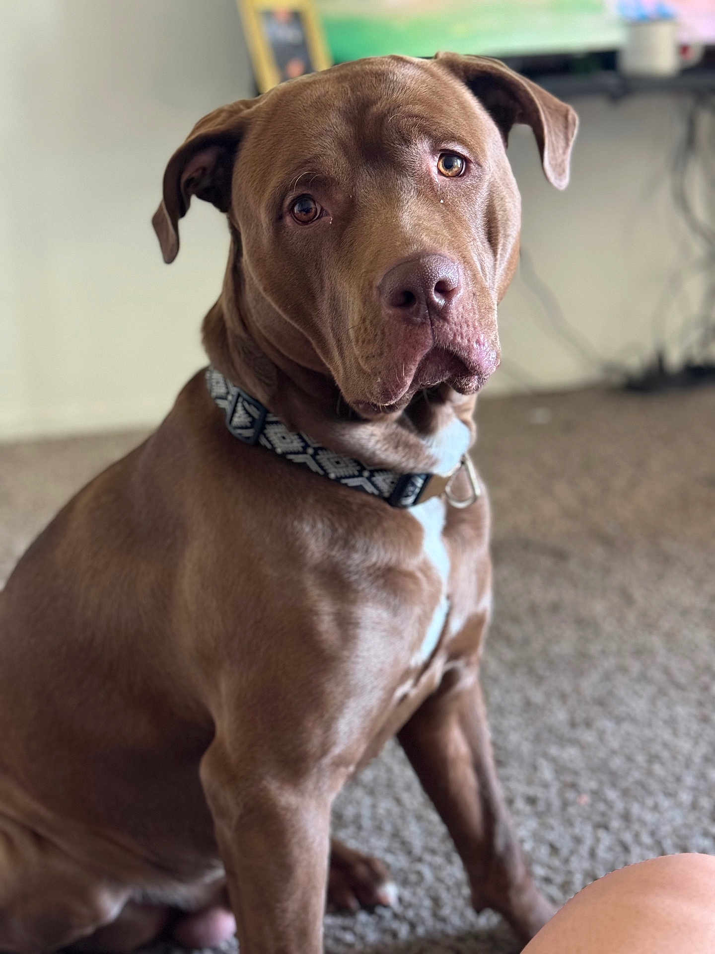 Zeus joined the competition — help win amazing prizes! accessories, animal, boxer, bulldog, canine, collar, dog, frenchbulldog, hound, labradorretriever, pet, pitbull, pointer, puppy, snout