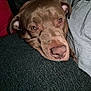 Zeus joined the competition — help win amazing prizes! animal, blanket, bulldog, canine, chair, couch, cushion, dog, furniture, homedecor, hound, labradorretriever, linen, person, pet, pitbull, pointer, puppy, sleeping, snout