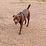 Zeus is registered to the contest to win money with this photo: animal, boxer, bulldog, canine, dog, fitness, grass, hound, labradorretriever, outdoors, person, pet, pitbull, plant, pointer, policedog, puppy, sport, walkingdog, workingout