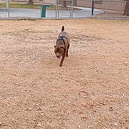 Zeus joined the competition — help win amazing prizes! animal, baseball, baseballgame, bulldog, canine, dog, grass, ground, hound, nature, outdoors, park, person, pet, pitbull, plant, pointer, puppy, sport, walkingdog
