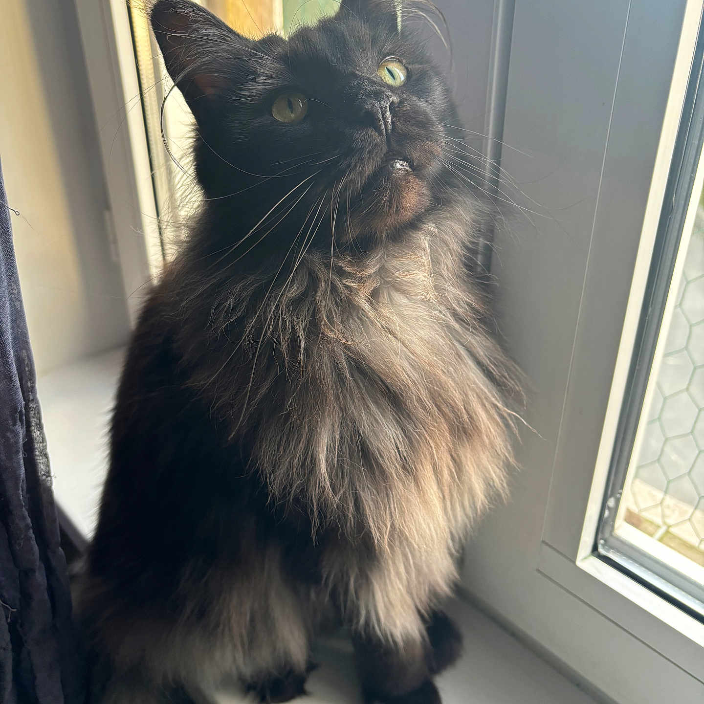 Tess participe au concours pour gagner de l'argent avec cette photo : abyssinian, angora, animal, blackcat, cat, kitten, manx, pet, siamese, window, windowsill