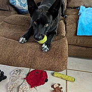 Bella joined the competition — help win amazing prizes! dog, black_dog, tennis_ball, couch, brown_couch, plush_toys, floor, tile_floor, blanket, blue_blanket, living_room, pet_toys, indoor, pet, animal, white_paws, ears_up, looking, resting, cozy