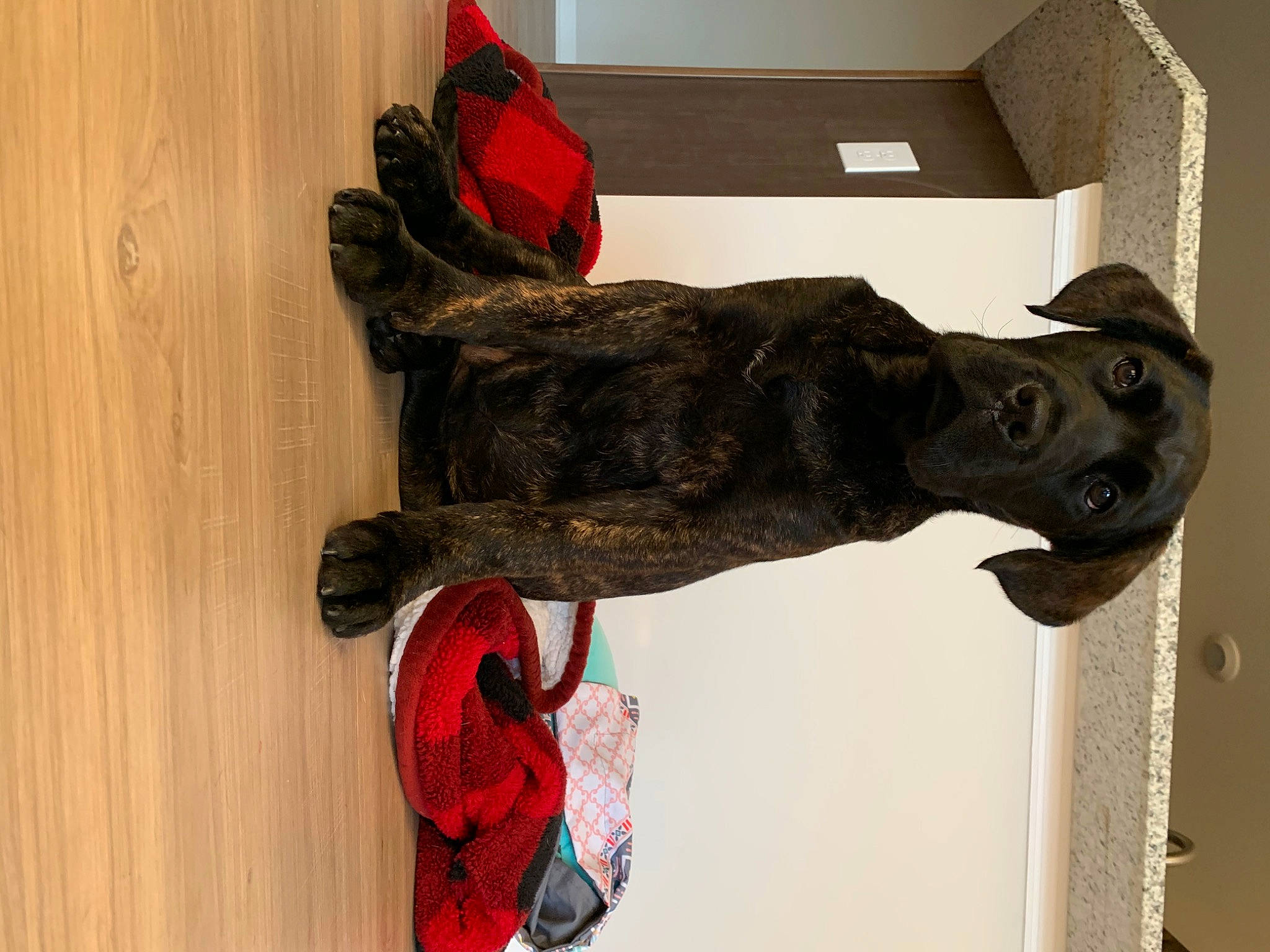 Izzy is registered to the contest to win money with this photo: artifact, bronze_sculpture, canidae, carmine, carnivore, carving, coquelicot, dog, dog_breed, monument, sculpture, sporting_group, statue, working_animal