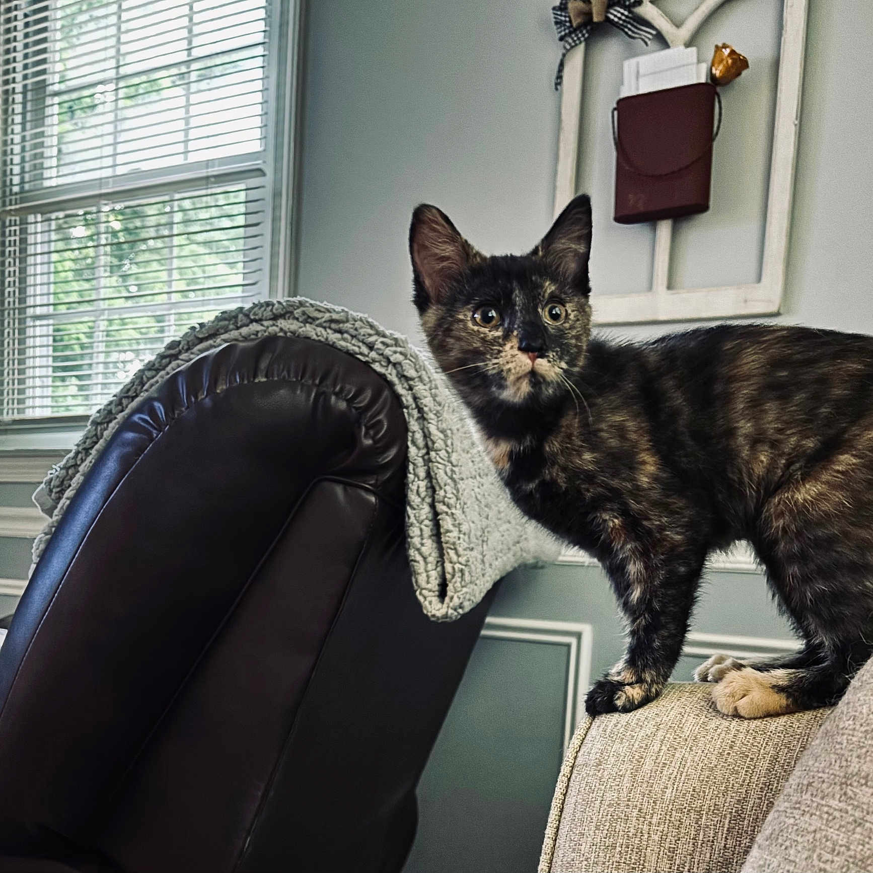 Maple is registered to the contest to win money with this photo: accessories, animal, armchair, bag, blanket, cat, chair, chaise, couch, curtain, cushion, furniture, handbag, homedecor, indoors, interiordesign, kitten, manx, pet, windowshade