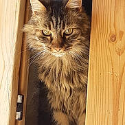 Mimu a rejoint le concours — aidez-le/la à gagner de superbes lots ! animal, brown, cat, closeup, curious, door, ears, eyes, feline, fur, indoor, long_hair, looking, pet, portrait, sitting, striped, tabby, whiskers, wood