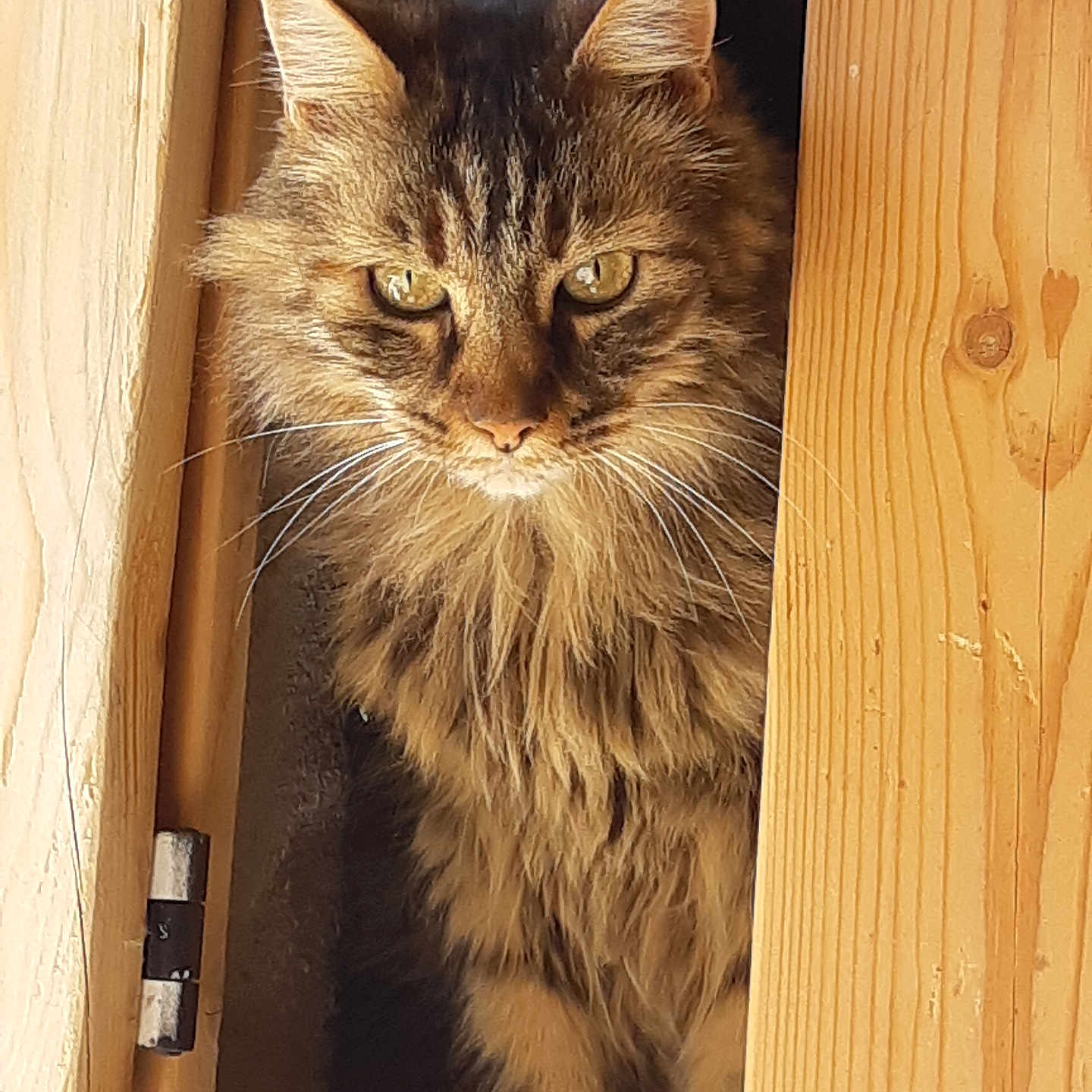 Mimu a rejoint le concours — aidez-le/la à gagner de superbes lots ! animal, brown, cat, closeup, curious, door, ears, eyes, feline, fur, indoor, long_hair, looking, pet, portrait, sitting, striped, tabby, whiskers, wood