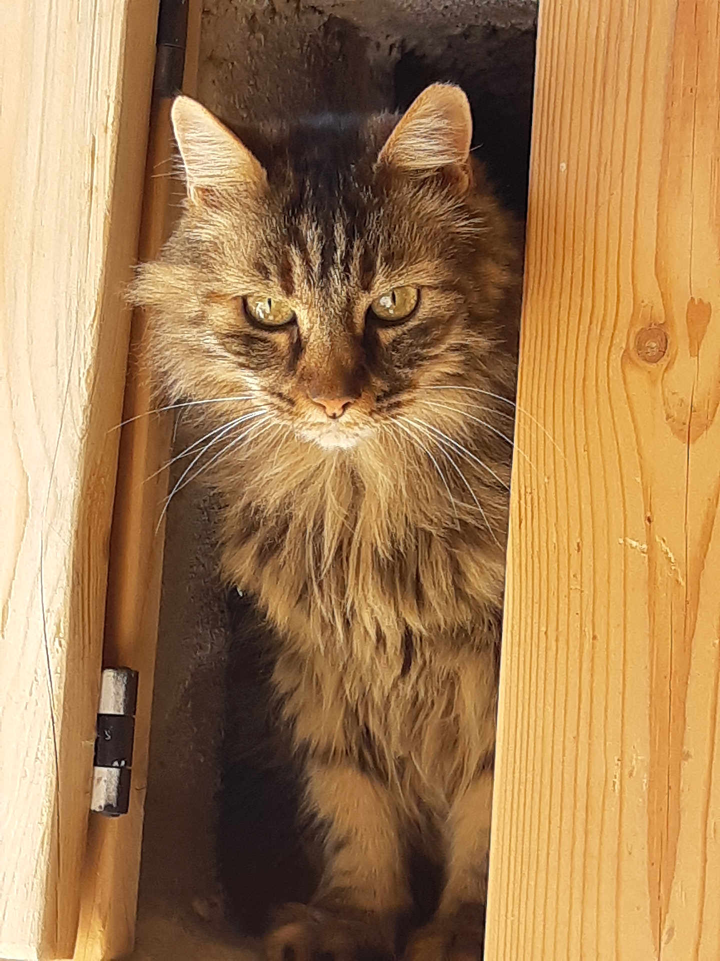 Mimu a rejoint le concours — aidez-le/la à gagner de superbes lots ! animal, brown, cat, closeup, curious, door, ears, eyes, feline, fur, indoor, long_hair, looking, pet, portrait, sitting, striped, tabby, whiskers, wood