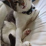 Freckles joined the competition — help win amazing prizes! cat, indoor, pet, grey_and_white, collar, paws, relaxed, feline, close_up, soft_surface, cute, animal, whiskers, ears, pink_pads, fur, domestic_cat, resting, looking_at_camera, cozy