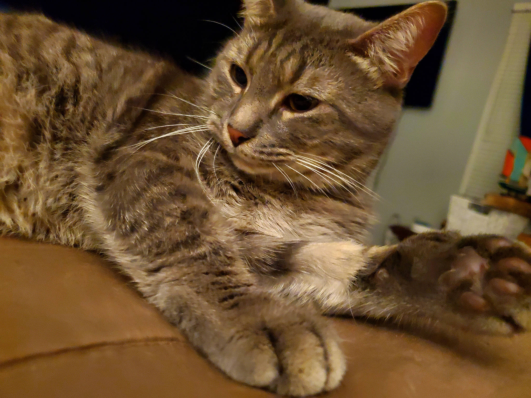 Munchkins is registered to the contest to win money with this photo: carnivore, cat, claw, domestic_short_haired_cat, felidae, fur, paw, small_to_medium_sized_cats, snout, tail, terrestrial_animal, whiskers, wildlife