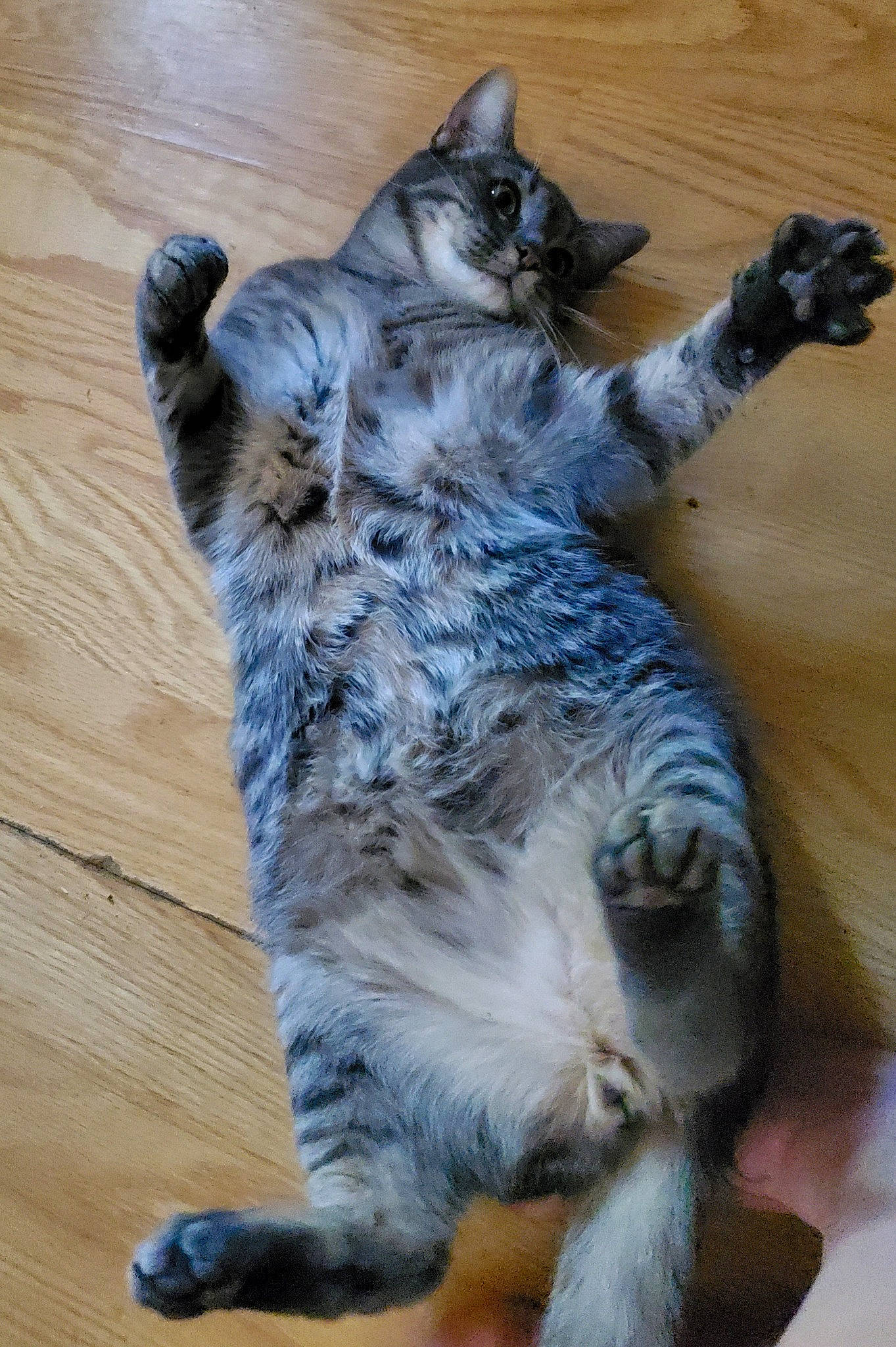 Munchkins is registered to the contest to win money with this photo: carnivore, cat, claw, domestic_short_haired_cat, felidae, flooring, fur, grey, hardwood, paw, sitting, small_to_medium_sized_cats, tail, whiskers, wood