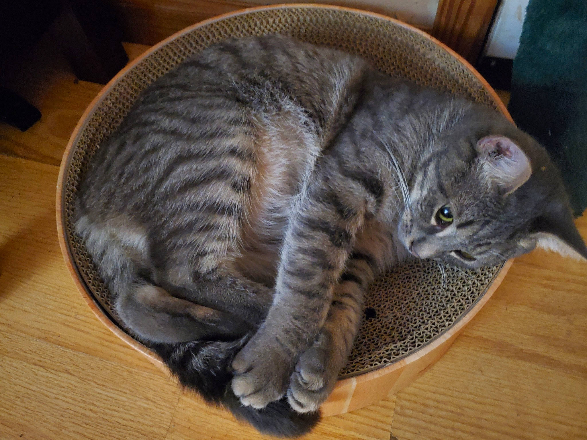 Munchkins is registered to the contest to win money with this photo: carnivore, cat, cat_bed, claw, comfort, domestic_short_haired_cat, felidae, flooring, fur, grey, hardwood, nap, paw, small_to_medium_sized_cats, snout, tail, varnish, whiskers, wood, wood_flooring