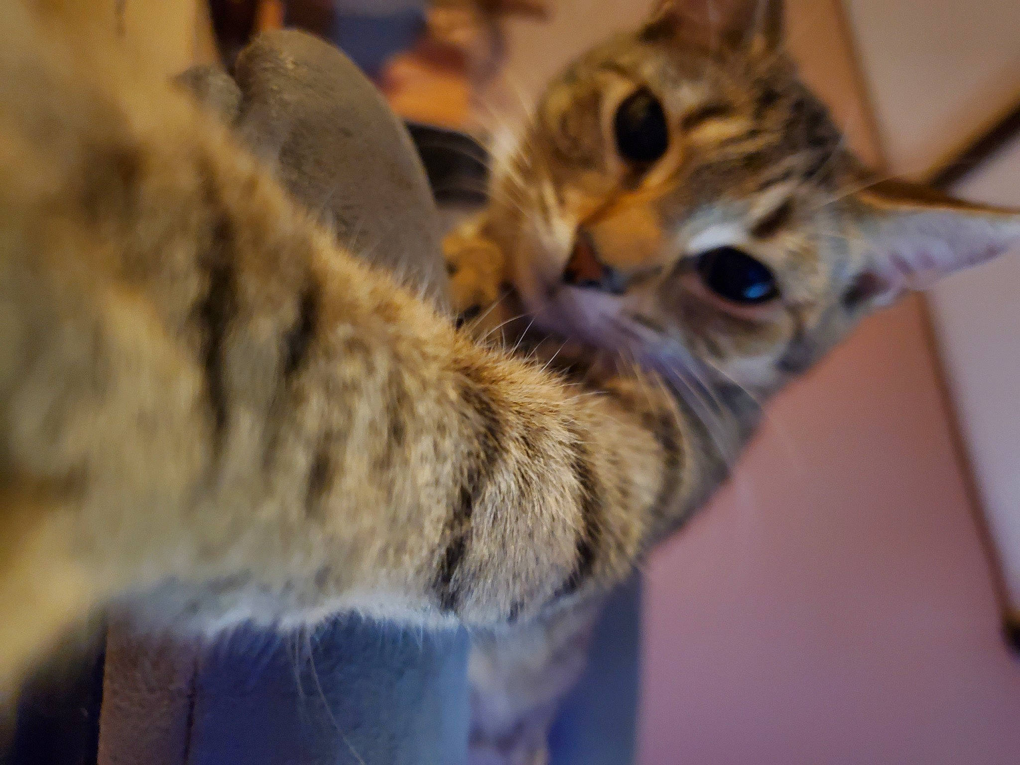 T-tat joined the competition — help win amazing prizes! carnivore, cat, claw, close_up, domestic_short_haired_cat, fawn, felidae, fur, military_camouflage, paw, small_to_medium_sized_cats, snout, tail, terrestrial_animal, whiskers, wildlife