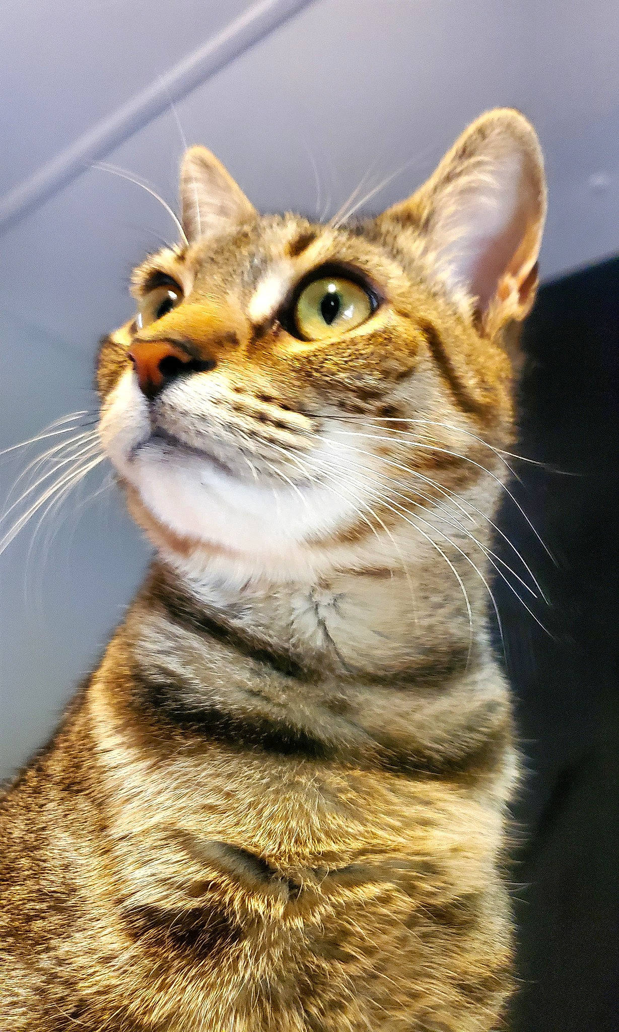 T-tat is registered to the contest to win money with this photo: carnivore, cat, close_up, domestic_short_haired_cat, fawn, felidae, fur, grass, macro_photography, paw, small_to_medium_sized_cats, snout, terrestrial_animal, whiskers, wildlife, window