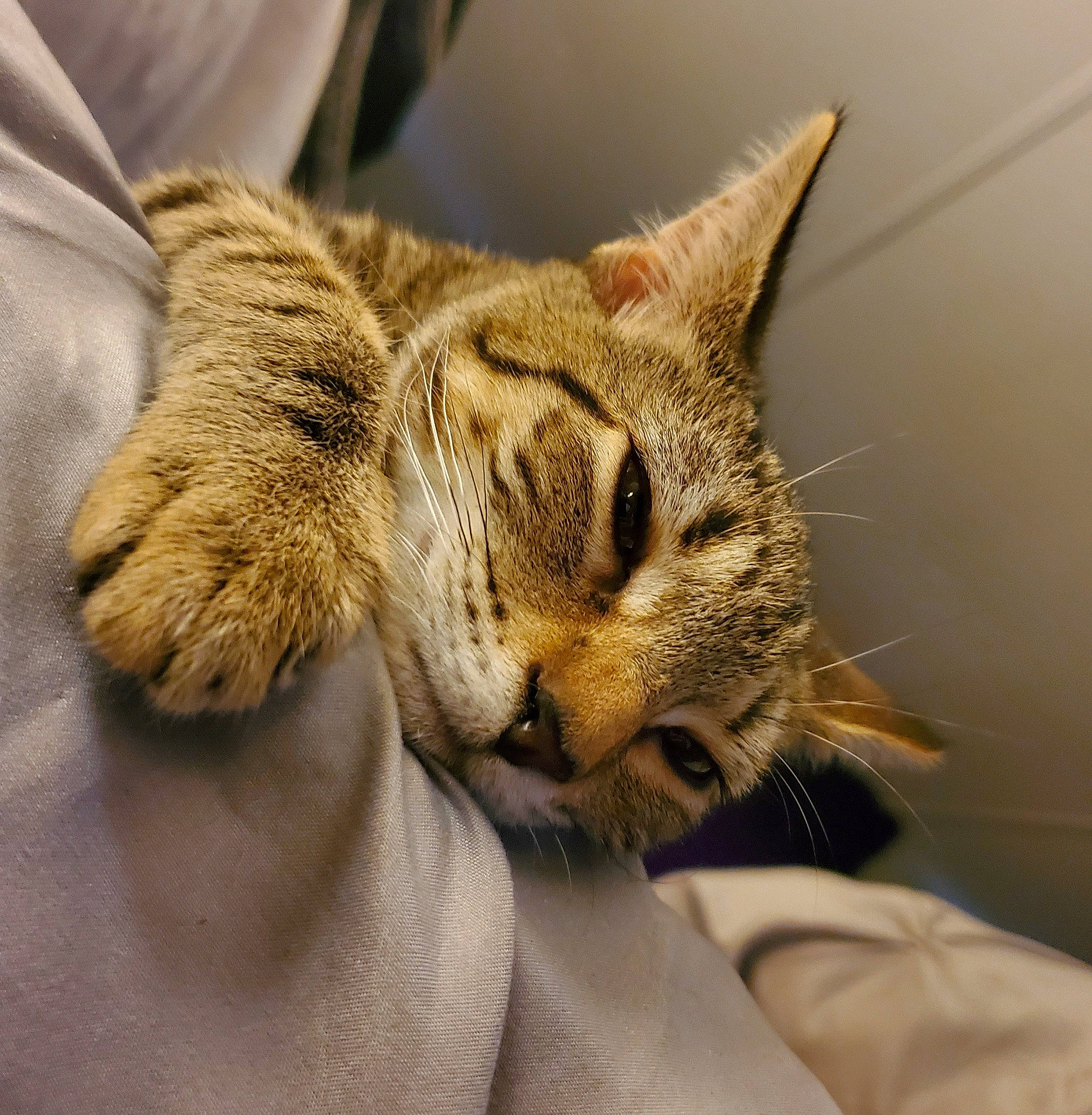 T-tat joined the competition — help win amazing prizes! carnivore, cat, claw, comfort, domestic_short_haired_cat, ear, fawn, felidae, fur, paw, small_to_medium_sized_cats, tail, terrestrial_animal, whiskers, wildlife