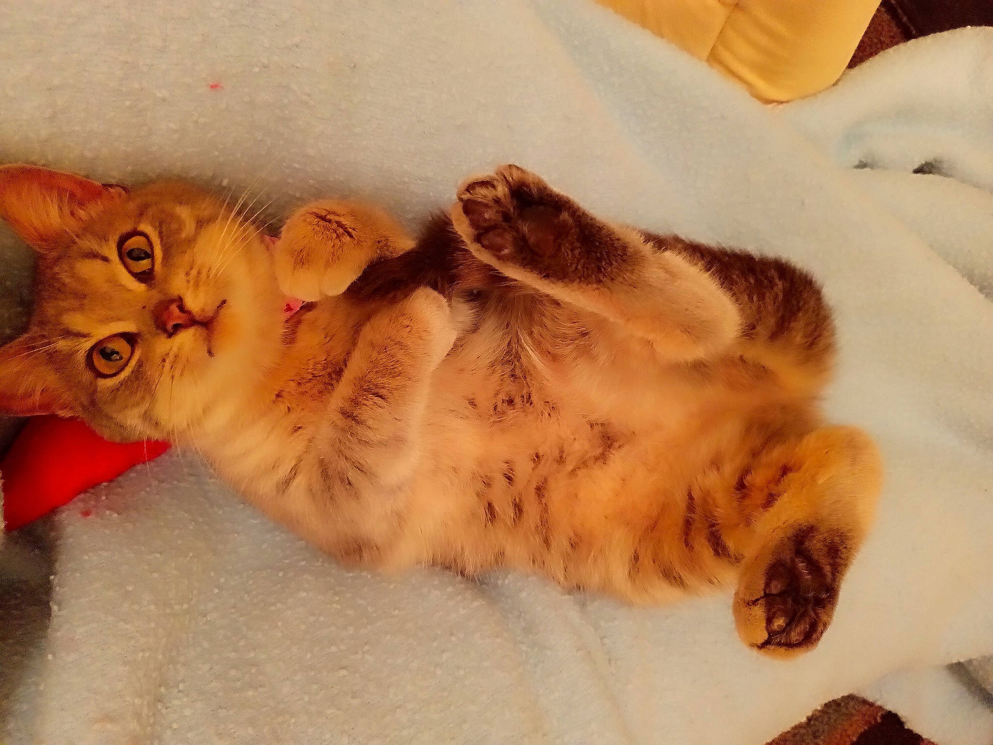 Grace is registered to the contest to win money with this photo: canidae, carnivore, cat, claw, comfort, dog_breed, domestic_short_haired_cat, fawn, felidae, fur, nap, paw, small_to_medium_sized_cats, snout, tail, whiskers, wood