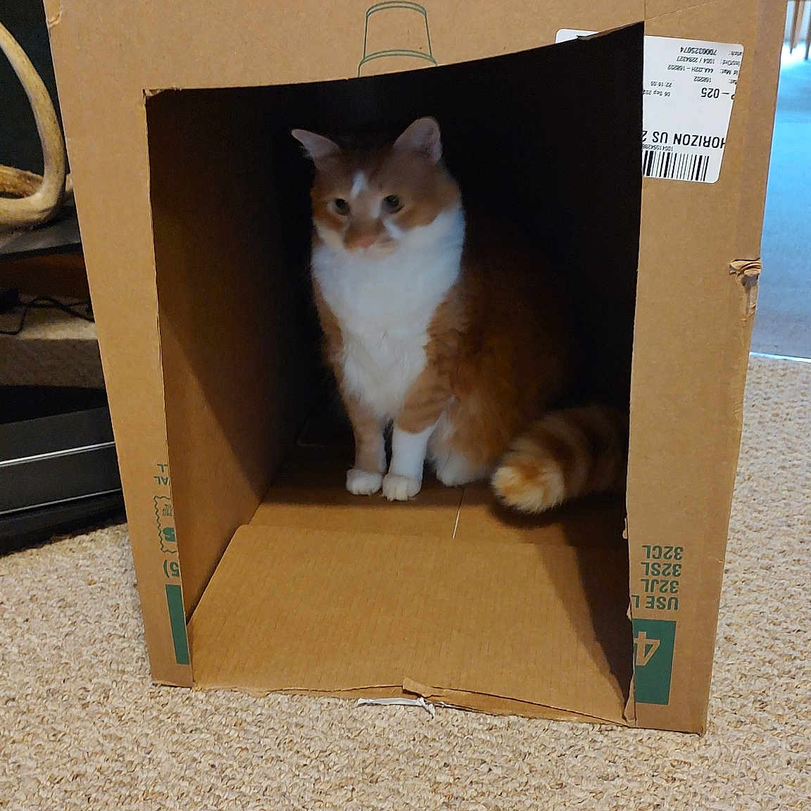 Axel