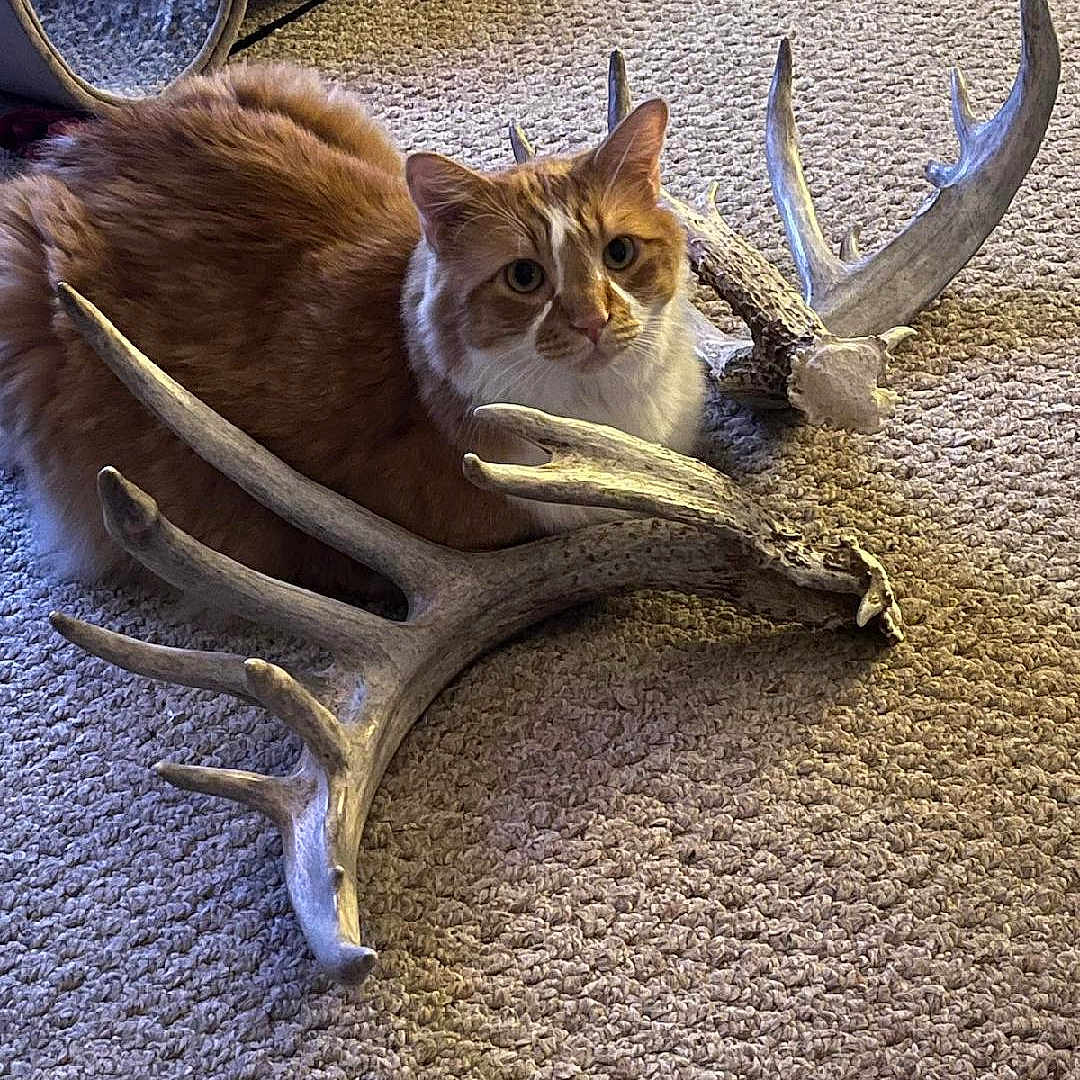 Axl joined the competition — help win amazing prizes! animal, antler, blade, brasssection, cat, dagger, deer, elk, hardwood, homedecor, horn, hunting, knife, manx, moose, musicalinstrument, pet, stainedwood, weapon, wood